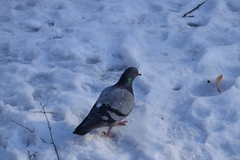 Columba livia domestica
