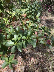 Viburnum odoratissimum