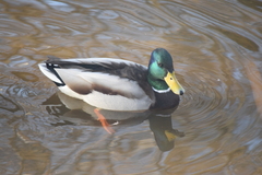 Anas platyrhynchos