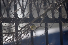 Cyanistes caeruleus