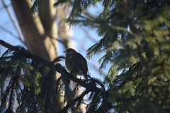 Chloris chloris