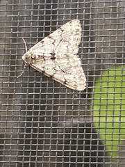 Phigalia strigataria