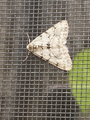 Phigalia strigataria