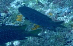Chromis lubbocki
