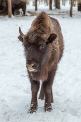 Bison bonasus