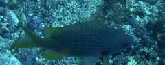 Chromis lubbocki