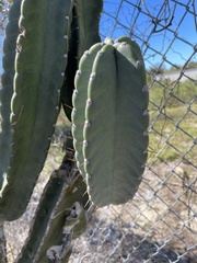 Cereus