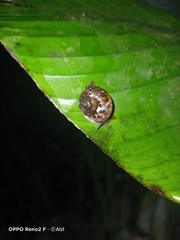 Cyclophorus punctatus