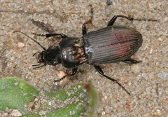 Poecilus lepidus