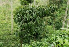 Coffea canephora