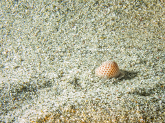 Naticarius stercusmuscarum