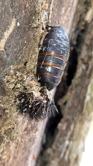 Hypercompe scribonia