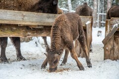 Bison bonasus