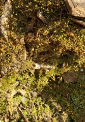 Funaria hygrometrica