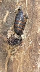 Hypercompe scribonia