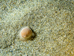 Naticarius stercusmuscarum