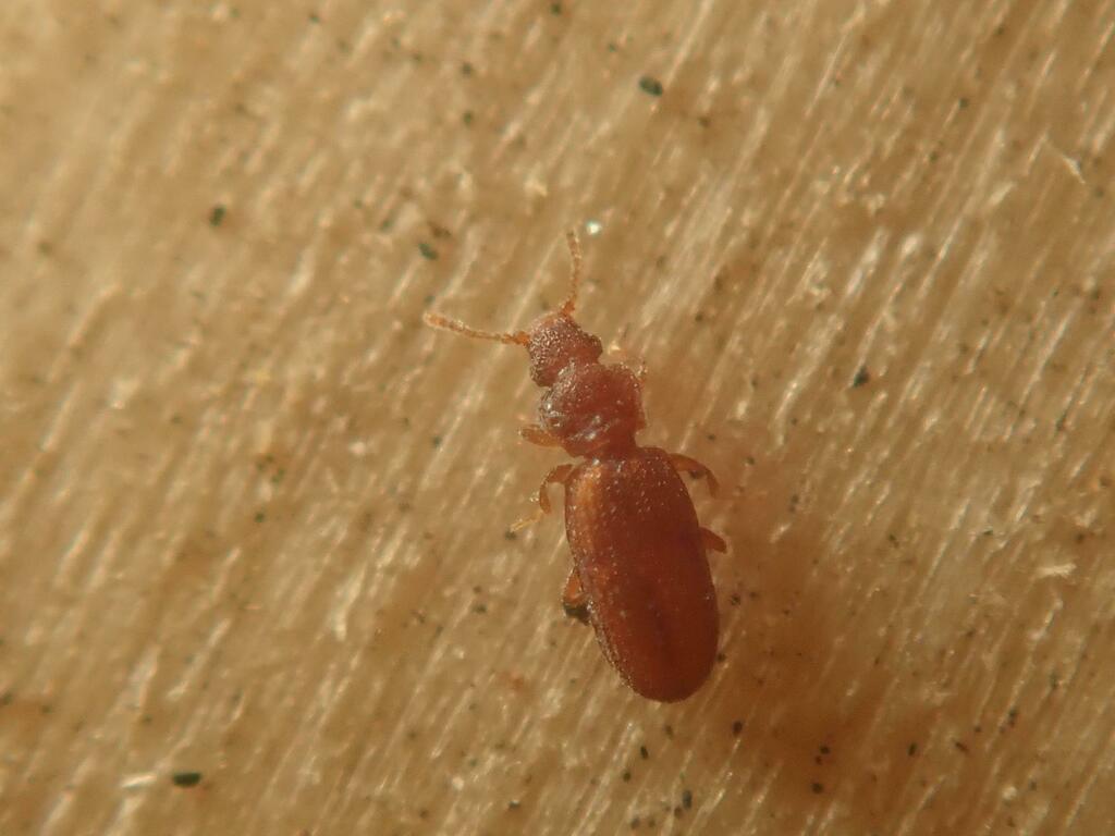 Dienerella filiformis