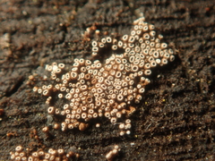 Merismodes anomala