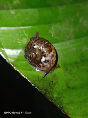 Cyclophorus punctatus