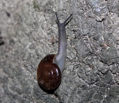 Glyptostoma gabrielense