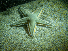 Astropecten jonstoni