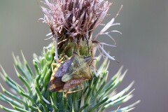 Carpocoris