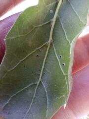 Aleuroplatus coronata