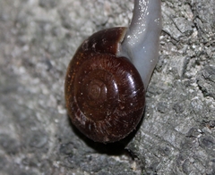 Glyptostoma gabrielense