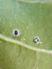 Aleuroplatus coronata