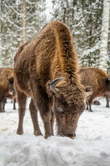 Bison bonasus