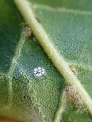 Aleuroplatus coronata