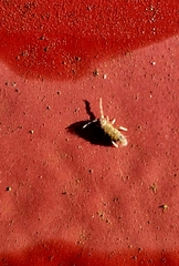 Orchesella villosa