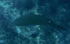 Azurina multilineata