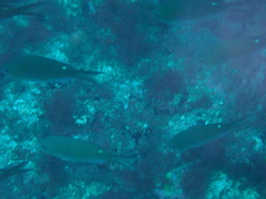 Azurina multilineata