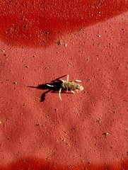 Orchesella villosa