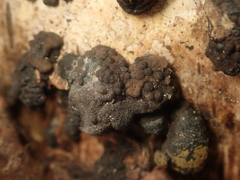 Jackrogersella multiformis