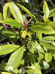 Ardisia