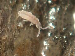 Vertagopus pseudocinereus