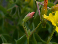 Oxalis californica
