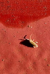 Orchesella villosa