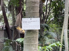 Howea forsteriana