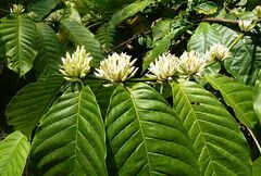Coffea canephora