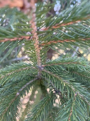 Picea abies