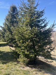 Picea abies