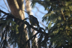 Chloris chloris