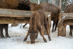 Bison bonasus