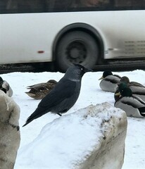 Corvus monedula