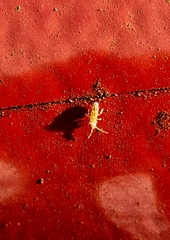 Orchesella villosa