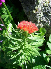 Rhodiola kirilowii