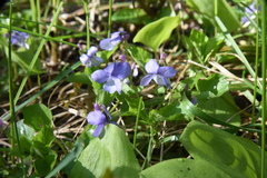 Viola labradorica